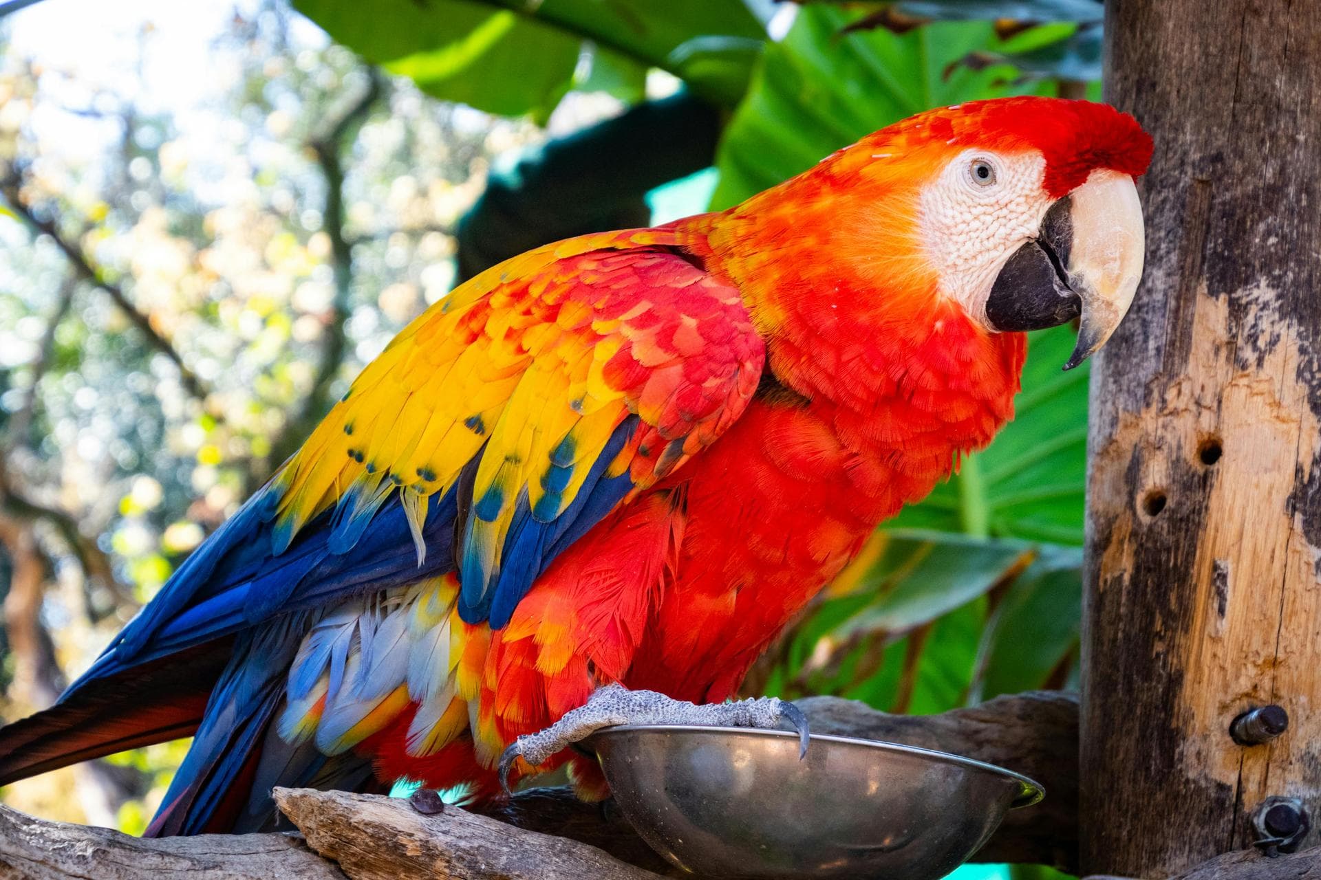 Bird Exotic Pet Consultation Prices in Shropshire