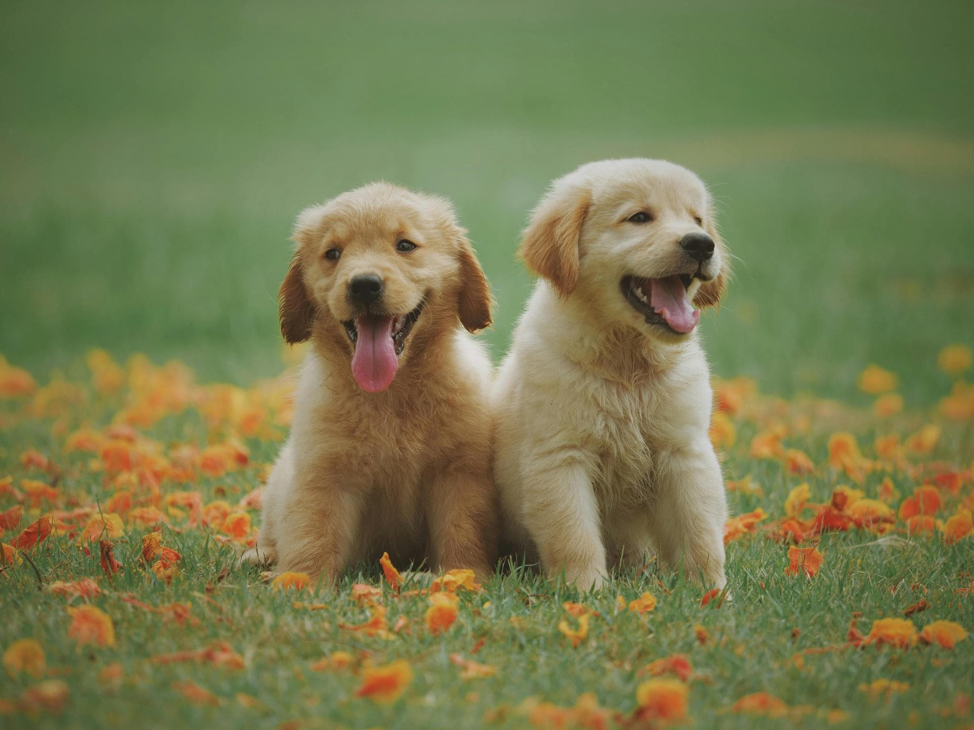 Dog & Cat Vets in Craven Arms