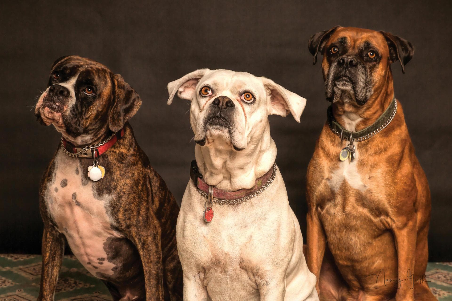Kennel Cough Vaccine Prices in Shropshire